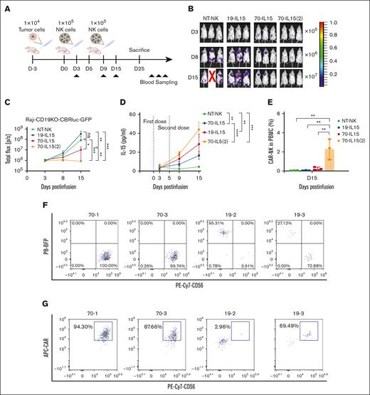 Increased plasma IL-15 level and CAR-expressing NK cells by repetitive administration of CAR NK cells. (A) Experimental scheme for quantification of IL-15 production and CAR NK cell persistence in vivo. (B) Bioluminescent imaging of tumor-bearing mice injected with the indicated CAR NK cells; n = 3. 70-IL-15(2) indicates mice treated with 2 dosages of CD70-CAR-IL-15 NK cells. (C) The quantification of tumor luminescence measured at the indicated days after tumor implantation and NK cell injection. ∗P < .05, ∗∗P < .01, and ∗∗∗P < .001; n = 3. P values were determined by 2-way ANOVA. (D) Serial measurement of IL-15 levels in mouse serum on the indicated days; n = 3. (E) The percentage of CAR-expressing NK cells in the peripheral blood of mice on day 15 after injection, analyzed by flow cytometry. ∗∗P < .01, ∗∗∗P < .001, and ∗∗∗∗P < .0001. P values were determined by 2-way ANOVA; n = 3. (F) Representative flow cytometry plots showing the percentage of tumor (BFP+) and NK (CD56+) cells in the bone marrow at day 25 after the first CAR NK cell injection (top). Representative flow cytometry plots showing the percentage of bone marrow CAR+ cells gated in CD56+ NK cells at day 25 after the first CAR NK-cell injection (bottom).