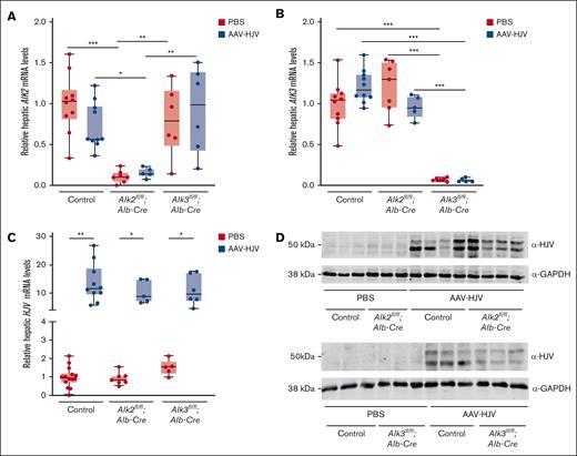 Intravenous AAV2/8-ALB-mHFE2-MycDDK (abbreviated as AAV-HJV) injection induces liver-specific HJV expression. Hepatocyte-specific Alk2-deficient mice (Alk2fl/fl;Alb-Cre), hepatocyte-specific Alk3-deficient mice (Alk3fl/fl;Alb-Cre), and their respective controls (Alk2fl/fl or Alk3fl/fl; ≥5 mice per group) at 8 weeks of age were intravenously injected with 5 × 1011 particles of an AAV2/8 expressing Hjv-MycDDK under the control of a liver-specific promotor or PBS, and euthanized 2 weeks later. (A) Alk2 mRNA levels (control PBS, n = 10; control AAV-HJV, n = 10; Alk2fl/fl;Alb-Cre PBS, n = 7; Alk2fl/fl;Alb-Cre AAV-HJV, n = 5; Alk3fl/fl;Alb-Cre PBS, n = 6; and Alk3fl/fl;Alb-Cre AAV-HJV, n = 6) and (B) Alk3 mRNA levels in the liver were determined by qRT-PCR to verify knockdown efficiency. 18S ribosomal RNA was used as an internal control (control PBS, n = 10; control AAV-HJV, n = 10; Alk2fl/fl;Alb-Cre PBS, n = 7; Alk2fl/fl;Alb-Cre AAV-HJV, n = 5; Alk3fl/fl;Alb-Cre PBS, n = 6; and Alk3fl/fl;Alb-Cre AAV-HJV, n = 6). (C) Relative hepatic Hjv mRNA levels were determined by qRT-PCR. Transcripts were normalized to 18S ribosomal RNA, and the average of control mice treated with PBS was set to 1 (control PBS, n = 14; control AAV-HJV, n = 10; Alk2fl/fl;Alb-Cre PBS, n = 7; Alk2fl/fl;Alb-Cre AAV-HJV, n = 5; Alk3fl/fl;Alb-Cre PBS, n = 5; and Alk3fl/fl;Alb-Cre AAV-HJV, n = 6). (D) HJV protein levels were determined to validate the hepatic overexpression of HJV. Glyceraldehyde-3-phosphate dehydrogenase (GAPDH) was used as internal control. Data are presented as box plots with minimum to maximum whiskers. Significances were presented relative to the indicated control with ∗P < .05, ∗∗P < .01, and ∗∗∗P < .001. (Alk2fl/fl PBS, n = 3; Alk2fl/fl;Alb-Cre PBS, n = 3; Alk2fl/fl AAV-HJV, n = 4; Alk2fl/fl;Alb-Cre AAV-HJV, n = 4; Alk3fl/fl PBS, n = 3; Alk3fl/fl;Alb-Cre PBS, n = 3; Alk3fl/fl AAV-HJV, n = 3; Alk3fl/fl;Alb-Cre AAV-HJV, n = 3).