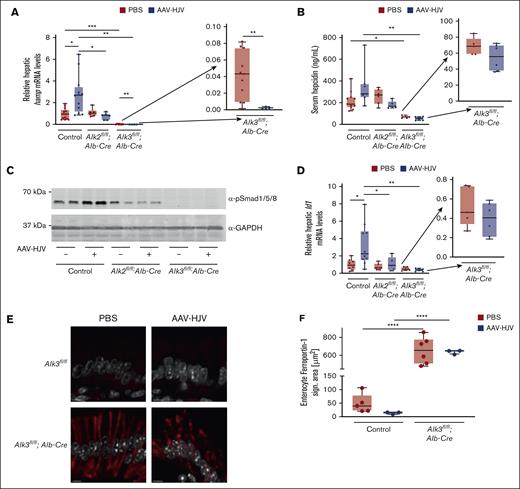 HJV overexpression in control animals induced BMP signaling and increased hepcidin expression. (A) Relative hepatic hepcidin (Hamp) mRNA levels were determined by qRT-PCR. Transcripts were normalized to 18S ribosomal RNA as internal controls, and the average of respective Alk2fl/fl and Alk3fl/fl control mice was set to 1 (control PBS, n = 13; control AAV-HJV, n = 12; Alk2fl/fl;Alb-Cre PBS, n = 6; Alk2fl/fl;Alb-Cre AAV-HJV, n = 6; Alk3fl/fl;Alb-Cre PBS, n = 11; and Alk3fl/fl;Alb-Cre AAV-HJV, n = 5). (B) Serum hepcidin levels were decreased in hepatocyte-specific Alk3-deficient mice compared with control animals as determined by enzyme-linked immunosorbent assay (control PBS, n = 11; control AAV-HJV, n = 7; Alk2fl/fl;Alb-Cre PBS, n = 6; Alk2fl/fl;Alb-Cre AAV-HJV, n = 5; Alk3fl/fl;Alb-Cre PBS, n = 5; and Alk3fl/fl;Alb-Cre AAV-HJV, n = 6). (C) HJV overexpression in control animals increased the level of pSMAD1/5/8 determined by immunoblotting. GAPDH was used as a loading control. (D) Hepatic Id1 mRNA levels were determined by qRT-PCR. Transcripts were normalized to 18S ribosomal RNA, and the average of control mice treated with PBS was set to 1 (control PBS, n = 8; control AAV-HJV, n =10; Alk2fl/fl;Alb-Cre PBS, n = 6; Alk2fl/fl;Alb-Cre AAV-HJV, n = 5; Alk3fl/fl;Alb-Cre PBS, n = 5; and Alk3fl/fl;Alb-Cre AAV-HJV, n = 6). (E) Ferroportin staining (red) and DAPI (4′,6-diamidino-2-phenylindole) staining (white) of representative duodenal sections of control mice and Alk3fl/fl;Alb-Cre mice injected with PBS or AAV-HJV are shown. (F) In Alk3fl/fl;Alb-Cre mice the ferroportin signal is increased compared with control littermates. AAV-HJV injection in control mice decreased the ferroportin signal, albeit not significant. In Alk3fl/fl;Alb-Cre mice there is no difference in ferroportin signal detectable between AAV-HJV–injected mice and PBS-injected mice (control PBS, n = 5; control AAV-HJV, n = 3; Alk3fl/fl;Alb-Cre PBS, n = 6; and Alk2fl/fl;Alb-Cre AAV-HJV, n = 3). Data are presented as box plots with minimum to maximum whiskers and medians. Significances were presented relative to the indicated control with ∗P < .05, ∗∗P < .01, ∗∗∗P < .001, and ∗∗∗∗P < .0001.