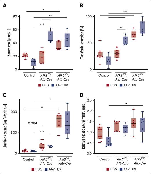 HJV overexpression affects iron homeostasis in mice. (A) Serum iron levels (control PBS, n = 8; control AAV-HJV, n = 5; Alk2fl/fl;Alb-Cre PBS, n = 6; Alk2fl/fl;Alb-Cre AAV-HJV, n = 5; Alk3fl/fl;Alb-Cre PBS, n = 5; and Alk3fl/fl;Alb-Cre AAV-HJV, n = 6) and (B) transferrin saturation were determined to analyze systemic iron homeostasis (control PBS, n = 9; control AAV-HJV, n = 5; Alk2fl/fl;Alb-Cre PBS, n = 6; Alk2fl/fl;Alb-Cre AAV-HJV, n = 5; Alk3fl/fl;Alb-Cre PBS, n = 5; and Alk3fl/fl;Alb-Cre AAV-HJV, n = 6). (C) Liver iron content was measured to determine tissue iron retention (control PBS, n = 11; control AAV-HJV, n = 9; Alk2fl/fl;Alb-Cre PBS, n = 7; Alk2fl/fl;Alb-Cre AAV-HJV, n = 5; Alk3fl/fl;Alb-Cre PBS, n = 6; and Alk3fl/fl;Alb-Cre AAV-HJV, n = 6). (D) Hepatic Bmp6 mRNA levels were determined by qRT-PCR. 18S ribosomal RNA was used as an internal control and the average of control mice treated with PBS was set to 1 (control PBS, n = 10; control AAV-HJV, n = 10; Alk2fl/fl;Alb-Cre PBS, n = 7; Alk2fl/fl;Alb-Cre AAV-HJV, n = 5; Alk3fl/fl;Alb-Cre PBS, n = 6; and Alk3fl/fl;Alb-Cre AAV-HJV, n = 6). Data are presented as box plots with minimum to maximum whiskers and medians. Significances were presented relative to the indicated control with ∗P < .05, ∗∗P < .01, and ∗∗∗P < .001.
