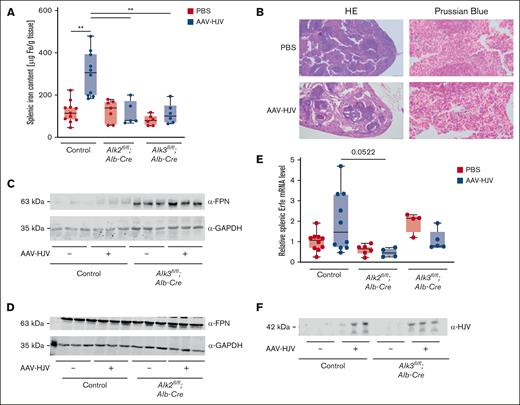 HJV overexpression causes splenic iron retention in control animals. (A) SIC was increased in control animals after HJV overexpression (control PBS, n = 11; control AAV-HJV, n = 10; Alk2fl/fl;Alb-Cre PBS, n = 7; Alk2fl/fl;Alb-Cre AAV-HJV, n = 5; Alk3fl/fl;Alb-Cre PBS, n = 6; and Alk3fl/fl;Alb-Cre AAV-HJV, n = 6). (B) Iron retention in the spleen was confirmed by Prussian blue staining. (C-D) Splenic ferroportin protein levels were determined by immunoblotting. GAPDH was used as internal control. (E) Splenic Erfe mRNA levels were determined by qRT-PCR. 18S ribosomal RNA was used as an internal control (control PBS, n = 10; control AAV-HJV, n = 10; Alk2fl/fl;Alb-Cre PBS, n = 6; Alk2fl/fl;Alb-Cre AAV-HJV, n = 4; Alk3fl/fl;Alb-Cre PBS, n = 4; and Alk3fl/fl;Alb-Cre AAV-HJV, n = 5). (F) Serum sHJV protein levels were determined by immunoblotting; n = 3 per group. Significances were presented relative to the indicated control with ∗P < .05, ∗∗P < .01, and ∗∗∗P < .001.