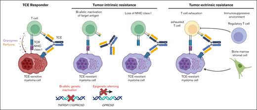Tumor-intrinsic and -extrinsic mechanisms of TCE resistance in MM. Only resistance mechanisms evidenced in humans or preclinical models are represented.