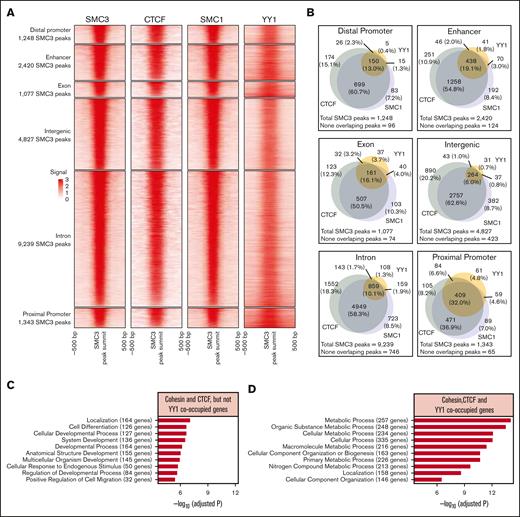 ChIP-seq analysis of YY1 and cohesin complex protein binding sites. (A) Heat map of SMC3, CTCF, SMC1, and YY1 ChIP-seq signals around SMC3 peak summits. Each row represents a SMC3 peak region that is defined as a 500-bp genomic region flanking a SMC3 ChIP-seq peak summit. (B) Venn diagrams to compare the overlapping of CTCF, SMC1, and YY1 peaks with that of SMC3 peaks. (C-D) Top 10 overrepresented GO terms on genes that have proximal promoters overlapping with SMC3 peaks. Genes were stratified by the 471 SMC3 peaks overlapping with SMC1 and CTCF but not YY1 (C), and the 409 SMC3 peaks overlapping with SMC1, CTCF, and YY1 (D).