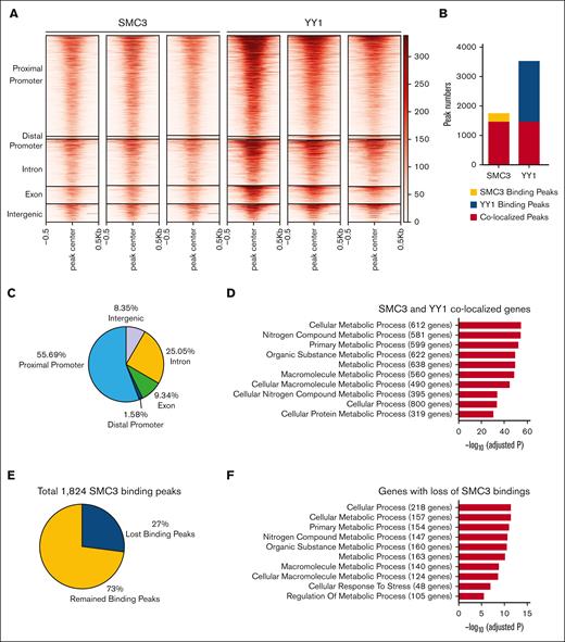 CUT&Tag analysis of YY1 and SMC3 binding sites. (A) Heat map of SMC3 and YY1 signals around SMC3 peak summits at different genomic regions. Each row represents a SMC3 peak region that is defined as a 1-kilobase genomic region flanking a SMC3 CUT&Tag peak summit. (B) YY1, SMC3, and cobinding peak numbers. (C) Percentages and numbers of YY1 and SMC3 cobinding peaks at different genomic regions. (D) Top 10 overrepresented GO terms on genes that have proximal promoters occupied with SMC3 and YY1 peaks. (E) In total, 27% of SMC3 binding peaks were lost upon YY1 knockdown. (F) Top 10 overrepresented GO terms on genes that have lost SMC3 bindings at proximal promoters upon YY1 knockdown.