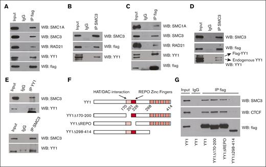 YY1 physically interacts with cohesin complex proteins through its zinc finger domain. (A-B) YY1 physically interacts with cohesin complex proteins in 293 cells. (A) Nuclear extracts were immunoprecipitated with anti-Flag antibody and were western blotted for SMC1A, SMC3, RAD21, YY1, or Flag. (B) Reciprocal nuclear co-immunoprecipitation (co-IP). Nuclear extracts were immunoprecipitated with anti-SMC3 antibody and western blotted for SMC3, Flag, or YY1. (C-D) YY1 physically interacts with cohesin complex proteins in HPC7. (C) Nuclear extracts were immunoprecipitated with anti-Flag antibody and were western blotted for SMC1A, SMC3, RAD21, Flag or YY1. (D) Reciprocal nuclear co-IP. Nuclear extracts were immunoprecipitated with anti-SMC3 antibody and western blotted for SMC3, Flag, or YY1. (E) Endogenous YY1 physically interacts with SMC3 in 5-fluorouracil enriched BMCs. Nuclear extracts of 5-fluorouracil–enriched BMCs from C57BL/6 mice were immunoprecipitated with anti-YY1 or anti-SMC3 antibody and were western blotted for SMC3 or YY1. (F) Diagram of YY1 functional domain and YY1 mutants. (G) YY1 amino acid sequence 298 through 414 is required for its physical interaction with SMC3. Nuclear extracts from transfected cells were immunoprecipitated with anti-Flag antibody and western blotted for SMC3, CTCF, or Flag.