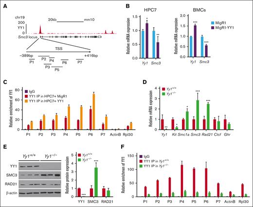 YY1 inhibits SMC3 expression directly. (A) ChIP-seq binding profile for YY1 at the Smc3 locus in mESCs and YY1 ChIP-qPCR primer design strategy at the Smc3 promoter (supplemental Figure 10). (B) Yy1 and Smc3 transcript levels in HPC7 and total BMCs with and without ectopic YY1 expression. (C) ChIP-qPCR analysis of YY1 bindings at the Smc3 promoter in HPC7 cells infected with MigR1-YY1 or MigR1 vector only. (D) quantitative reverse transcription PCR to detect transcript levels in Lin− BMCs of Yy1−/−and Yy1+/+ mice. Primers are listed in supplemental Figure 10. (E) Western blot and quantification to detect the YY1, SMC3, and RAD21 protein expressions in total BMCs of Yy1−/−and Yy1+/+ mice. (F) ChIP-qPCR analysis of the binding of YY1 at the Smc3 promoter region in Yy1+/+ and Yy1−/−total BMCs. Data are presented as means ± standard deviation (SD); ∗P < .05, ∗∗P < .01, and ∗∗∗P < .001.