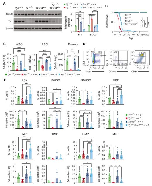 Smc3 haploinsufficiency partially rescues Yy1−/− HSPC percentages and numbers. (A) SMC3 expression was normalized in Yy1−/−Smc3+/− BMCs. Western blot and quantification to detect SMC3 and YY1 protein expressions in BMCs of Yy1−/−, Yy1+/+, Smc3+/−, and Yy1−/−Smc3+/− mice. (B) Survival curve of Yy1+/+, Yy1−/−, Smc3+/−, and Yy1−/−Smc3+/− mice. (C) Complete blood count (CBC) analysis. (D) Representative flow gating strategy for LSK, LT-HSC, ST-HSC, MPP, MP, common myeloid progenitors (CMP), granulocyte monocyte progenitors (GMP), and megakaryocyte erythroid progenitors (MEP) populations. (E) Quantification of percentages and absolute numbers of LSK, LT-HSC, ST-HSC, MPP, MP, CMP, GMP and MEP populations. N represents the number of mice; data are presented as means ± SD; ∗P < .05, ∗∗P < .01, and ∗∗∗P < .001.
