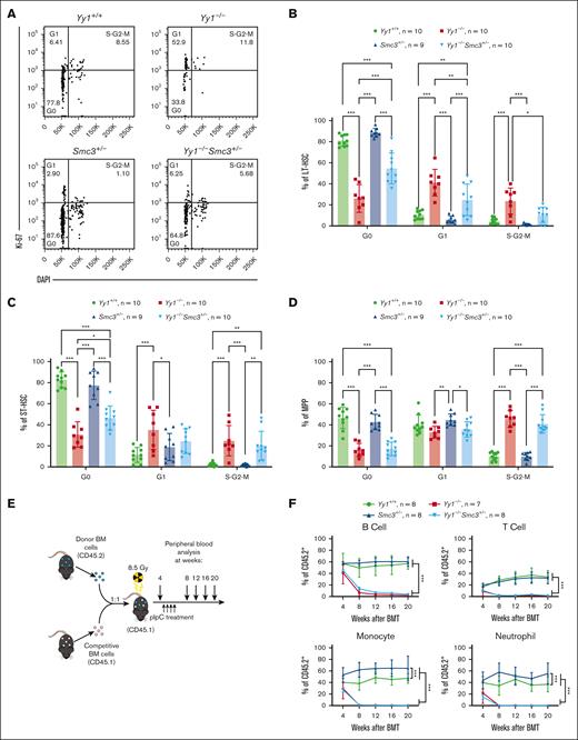 Smc3 haploinsufficiency partially restores HSC quiescence in Yy1−/−mice. (A) Representative gating strategy for Ki67/DAPI cell proliferation assay of LT-HSCs (Lin−Sca1+c-Kit+CD48−CD150+). Cells in the G0 phase were defined as Ki67−DAPI−. Cells in the G1 phase were defined as Ki67+DAPI−. Cells in S/G2/M phase were defined as Ki67+DAPI+. (B-D) Quantification of percentages of LT-HSC, ST-HSC, and MPP cells in G0, G1, and S/G2/M phase. (E) Experimental strategy of BM transplantation (BMT). (F) Quantification of donor-derived contribution in B-cell (Thy1.2−CD19+), T-cell (Thy1.2+CD19−), monocyte (Mac1+Gr1−), and neutrophil (Mac1+Gr1+) populations at 4, 8, 12, 16, and 20 weeks after BMT. N represents the number of mice; data are presented as means ± SD; ∗P < .05, ∗∗P < .01, and ∗∗∗P < .001.