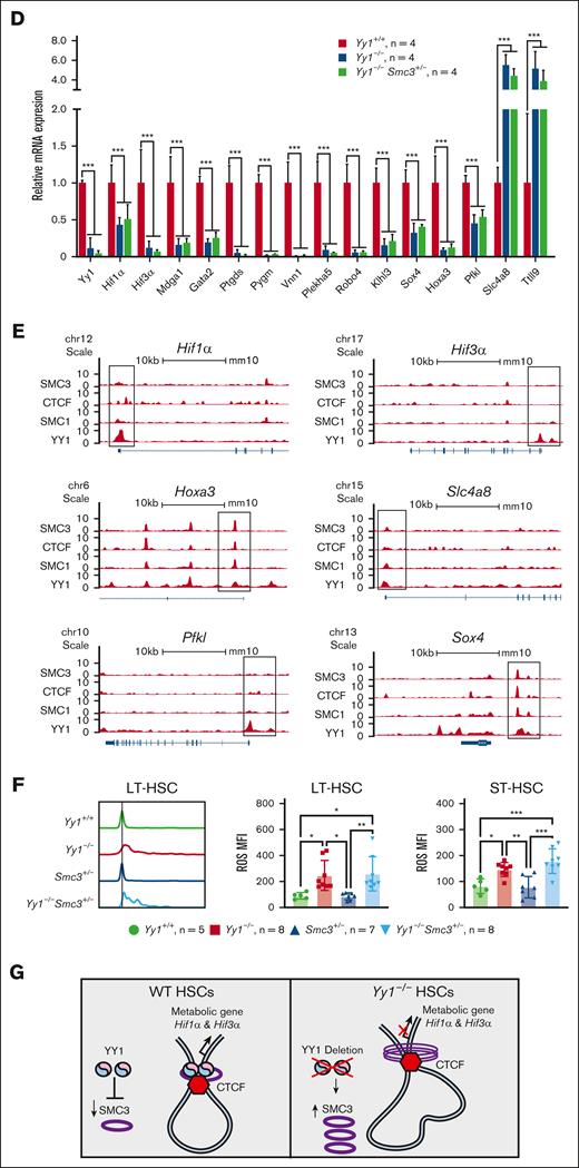 Yy1−/−LSKs exhibit an aberrant genetic network with corruption of genes involved in HSC metabolism. RNA-seq–based comparison of gene expression in sorted Yy1+/+, Yy1−/−, and Yy1−/−Smc3+/− LSK cells. (A-B) Gene set enrichment analysis of genes deregulated in Yy1−/−vs Yy1+/+, Yy1−/−Smc3+/− vs Yy1+/+, and Yy1−/−Smc3+/− vs Yy1−/−. Enriched biological processes are shown with corresponding adjusted P values (A). Genes involved in metabolism and HSPCs are enriched in Yy1−/−and Yy1−/−Smc3+/− LSK cells compared with Yy1+/+ (B). (C) Heat map depicting selected upregulated and downregulated genes involved in regulation of HSPC function based on transcript per million. The green boxes label the genes involved in metabolism pathway. (D) mRNA expression levels of genes that are critical for metabolism and HSC functions based on the transcript per million of RNA-seq. (E) YY1, cohesion, and CTCF occupancy at the promoters of genes that are critical for HSC function and metabolism. (F) Increased intracellular ROS levels in Yy1−/−and Yy1−/−Smc3+/− HSCs. (G) Schematic diagram shows that YY1 represses SMC3 expression and interacts with SMC3 to facilitate chromatin structures of genes that are critical for HSC metabolism. In YY1-deficient HSCs, SMC3 is upregulated and interacts with CTCF, which leads to changes of chromatin conformation and altered metabolic gene expression. N represents the number of mice; data are presented as means ± SD; ∗P < .05 ∗∗P < .01, and ∗∗∗P < .001.