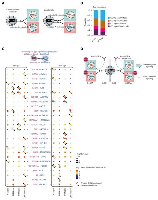 Dual interactions in B cells. (A) Model of dual interactions. Model of “Cellular-partner selectivity” (left). Given molecule A and molecule B (undefined ligand-receptor interacting pair), B cells (illustrated as CD19, gray) express exclusively molecule A on the cell surface and the other cells in their vicinity present molecule B. Prognosis is based on the engaged cell type. Model based on “directionality” of the signaling (right). Given molecule A and molecule B (undefined ligand-receptor interacting pair), the B cell (illustrated as CD19, gray) presents both ligand and receptor molecules. Prognosis is determined by the directionality of the signal upon binding of the complementary molecule, which is expressed by other cells in the surroundings. (B) Proportion of dual interactions established between each possible immune pair under study and their distribution in each prognostic condition. (C) Heat map showing dual interactions with potential targetability in MM. Displayed are the percentage of cells expressing the molecule and the median expression of both molecules by the pair of engaged cell types. Highlighted are those interactions which are significant (P < .05) in 1 condition but not the other. In the shown interactions, the first molecule is expressed in all cases by CD19+ cells (B cells); the second molecule is expressed by the 4 cell types (CD3+, CD14+, CD19+, or CD45+TN). On the left side of the list of interactions, the column represents TTPlow patients; on the right side, the column represents TTPhigh patients. (D) Model illustrating IL-15–IL-15RA interactions on diverse cell types as example.