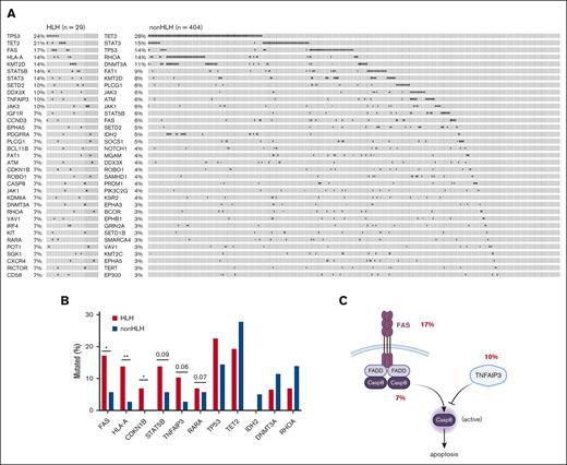 Mutational profiles between patients with and without HLH. (A) Oncoprints (only top 30 mutated genes were shown). (B) Bar plots showing the comparison of mutations in various genes. (C) Illustration of mutations in FAS pathway; figure created with BioRender.com.
