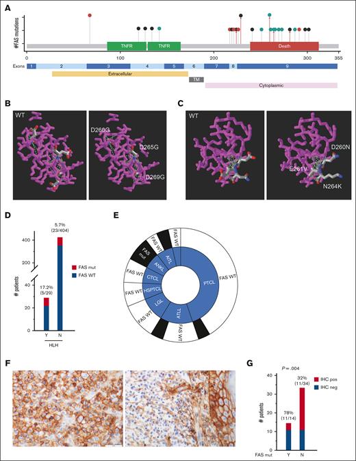FAS mutations in patients with T- and NK-cell lymphoma. (A) Lollipop illustration of FAS mutations in protein coding sequence (modified from cBioPortal). Red circle represents nonsense mutations; black circle represents frameshift mutations; and green circle represents missense mutations. Red arrowed line represents mutations identified in patients with HLH (only 1 patient with D260N or N264K mutations had HLH). (B-C) 3-dimensional modeling showing the amino acid changes of several representative missense mutations (https://www.ncbi.nlm.nih.gov/Structure/pdb/3OQ9). (D) Graphic illustration of the frequency of FAS mutations in patients with HLH. (E) The distribution of patients with HLH related to FAS mutations and the types of T/NK-cell lymphoma. (F) Representative pictures of FAS immunohistochemical staining in patients with T-cell lymphoma with wild-type FAS (left) and mutant FAS (right). Original magnification, 400×; scale bar, 50 mm. (G) Summary of FAS immunohistochemical staining in 48 patients with and without FAS mutations. IHC, immunohistochemistry; Mut, mutated; N, no; neg, negative; pos, positive; Y, yes.