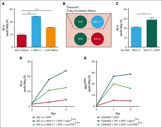 TNFα produced by DNTs, upon encountering sensitive AML, renders DNT-resistant AML susceptible to DNT killing. (A) DNTs were cocultured with DNT-resistant KG-1a in the presence or absence of DNT-susceptible AML (MV4-11 or OCI-AML3) at a 2:1:1 (DNT: KG-1a: DNT-susceptible AML) ratio for 24 hours. Specific killing of KG-1a was measured by flow cytometry. The experiments were done in triplicates, and the data shown are representative of 2 independent experiments. (B-C) MV4-11 were cultured with or without DNTs in the top compartment of a transwell. KG-1a alone or cocultured with DNTs were placed in the bottom compartment of the transwell. Cells were then incubated for 2 days as shown in the schematic (B). Specific killing of KG-1a cells in the bottom compartment was measured and compared between MV4-11 and MV4-11 + DNT conditions (C). The experiments were done in triplicates. The data shown are representative of 2 independent experiments. (D-E) DNT-resistant AML, KG-1a (D) or OCI-AML3CD64KO (E), were incubated alone or with DNT-susceptible AML, MV4-11 (D) or OCI-AML3WT (E), and DNTs in the presence of anti-TNFα blocking antibody (10 μg/mL) or isotype control for 2 days. Antibodies were added on day 0 and day 1 of the cocultures. Specific killing of DNT-resistant AML cells was measured by flow cytometry. The experiments were done in triplicates. The data shown are representative of 2 independent experiments. Student t test and 1-way/2-way ANOVA were used. ∗P < .05; ∗∗∗P < .001. ns, nonsignificant.
