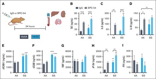 Inhibition of endogenous APC by SPC-54 exacerbates the thromboinflammation at steady state in HbSS mice. (A) Four-month-old HbAA (gray) and HbSS (blue) mice were treated with 10 mg/kg (i.p.) IgG (solid bars), or SPC54 (white hashed bars), and samples were collected 24 hours later. Plasma levels of TAT (B), IL-6 (C), IL-18 (D), sVCAM (E), sICAM (F), VWF (G), sP-sel (H), and PF4 (I). Data are represented by mean ± standard error of the mean (SEM) of 5 to 6 mice per group and analyzed by 2-way analysis of variance (ANOVA) and Tukey post hoc test. Asterisks directly above the bars indicate statistical significance of SS mice to AA mice in the same treatment group. Asterisks over brackets indicate difference from IgG-treated mice. ∗P < .05; ∗∗P < .01; ∗∗∗P < .001; and ∗∗∗∗P < .0001. AA, controls; i.p., intraperitoneal; SS, sickle mice.