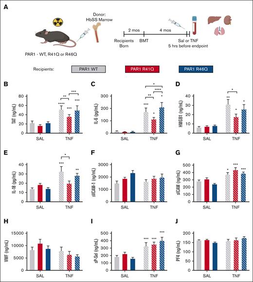 Effect of PAR1 biased agonism on biomarkers of coagulation and inflammation. SS bone marrow was transplanted into lethally irradiated WT (gray), R41Q (red), and R46Q (blue) mice. Four months later, mice were treated with SAL (steady state, solid bars) or TNF-α (2 mg/kg, IP) (white hashed bars), and plasma was collected after 5 hours (A). Plasma levels of TAT (B), IL-6 (C), HMGB1 (D), IL-18 (E), sVCAM-1 (F), sICAM (G), VWF (H), sP-sel (I), and PF4 (J). Data represent mean ± SEM for 6 to 8 mice (SAL, steady state) and 15 to 17 mice per group (TNF-α challenge). Asterisks above bar represent statistical significance vs SAL-treated mice of same genotype by 2-way ANOVA and Tukey post hoc test. Asterisks above brackets indicate comparison. ∗P < .05; ∗∗P < .01; ∗∗∗P < .001; and ∗∗∗∗P < .0001. SAL, saline.