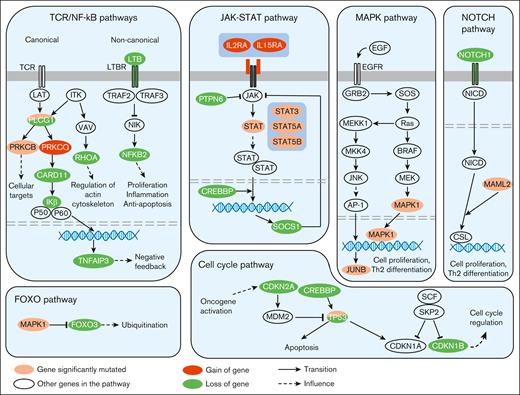Recurrent genetic alterations affecting key signaling pathways involved in MF. In this diagram, frequently mutated genes with well-established roles in these signaling pathways have been depicted representing the proteins they encode. TCR, T-Cell Receptor.