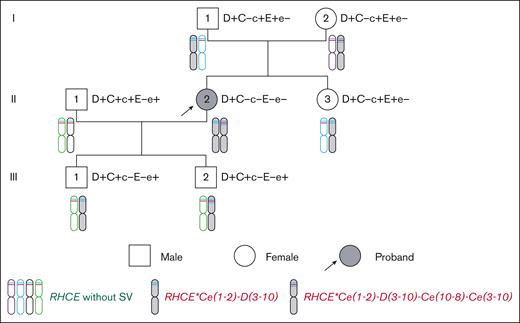 Pedigree tree with RH haplotype heredity.