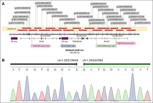 RH locus landscape and breakpoint sequencing. The representative introns and exons are shown as lines and boxes below the coordinate axis, respectively; the arrow on the last exon represents the genic orientation. RH boxes are shown as purple boxes below the axis. Twenty-nine heterozygous SNV markers were developed from HiFi cluster reads and involved in assembling and phasing haplotypes of this locus (strings in each gray box give the genomic coordinate, reference to alternative alleles of corresponding SNV marker). (A) Nineteen amplicons were designed to target the whole region of this locus and identify breakpoints therein (amplicons are shown as brownish red bars above the axis, and the recognized nonhomologous end-joining breakpoints and homologous recombination breakpoint regions are marked in lime and magenta/red, respectively). (B) The breakpoint of CE8-CE3 fusion tested via Sanger sequencing (inversion intervals are shown as arrows above the base pairs).