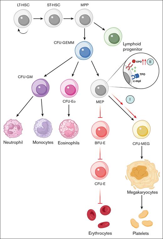 Proposed mechanism for PRCA-related thrombocytosis. (I) Proposed mechanism I: decreased erythropoiesis directs differentiation toward the megakaryocyte lineage. (II) Proposed mechanism II: increased EPO due to PRCA leads to synergistic signaling between EPO and TPO at bipotential MEP, stimulating TPO receptors and resulting in increased megakaryocyte formation. BFU, burst-forming unit; CFU, colony-forming unit; E, erythrocyte; Eo, eosinophil; GEMM, granulocyte-erythrocyte-monocyte-megakaryocyte; GM, granulocyte-monocyte; LT-HSC, long-term hematopoietic stem cell; MEG, megakaryocyte; MPP, multipotent progenitor, ST-HSC, short-term hematopoeitic stem cell. Figure created with BioRender.com.