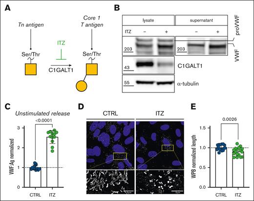 C1GALT1 influences VWF OLG determinants and WPB morphology. (A) Inhibitory effect of ITZ on O-glycan biosynthetic processing. (B) C1GALT1 immunoblot in HUVEC cell lysates after ITZ treatment (α-tubulin loading control; representative blot, n = 3). VWF immunoblot in HUVEC cell lysates and conditioned media after ITZ treatment (GAPDH loading control; representative blot, n = 3). (C) Unstimulated VWF:Ag secretion levels from HUVECs incubated with or without ITZ (2 μM for 48-72 hours; n = 12, from 4 independent experiments; Mann-Whitney test; P < .0001). (D) Immunofluorescent images of HUVECs treated with ITZ (2 μM for 48-72 hours) compared with untreated CTRLs (VWF in gray; DAPI in blue; representative images of 3 independent experiments). Scale bars are set at 10 μm for overview images and at 5 μm for the zoomed regions. (E) Automated assessment of WPB length (data are shown as normalized to CTRL) in CTRL and ITZ-treated cells (n = 10 images, from 3 independent experiments; t test; P = .0026).