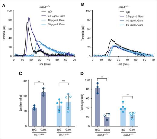 Effect of FXIIa inhibition on contact pathway–initiated TG in PK-sufficient and -deficient WB. Representative curves of silica-initiated TG in Klkb1+/+ (A) and Klkb1–/– (B) mouse WB in the presence of increasing concentrations of the inhibitory anti-FXIIa antibody garadacimab. Quantification of TG lag time (C) and peak TG (D) in Klkb1+/+ or Klkb1–/– mouse WB in the presence of 50 μg/mL garadacimab or IgG control (n = 3-5 per group). Data presented as individual values with mean ± SD. Data analyzed with paired Student t tests comparing samples with and without inhibitor; ∗∗P < .01. Gara, garadacimab; ns, not signficant.