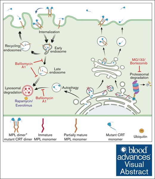 Lysosomal degradation pathways regulate mutant CRT and cell surface MPL levels in mutant CRT-driven MPNs