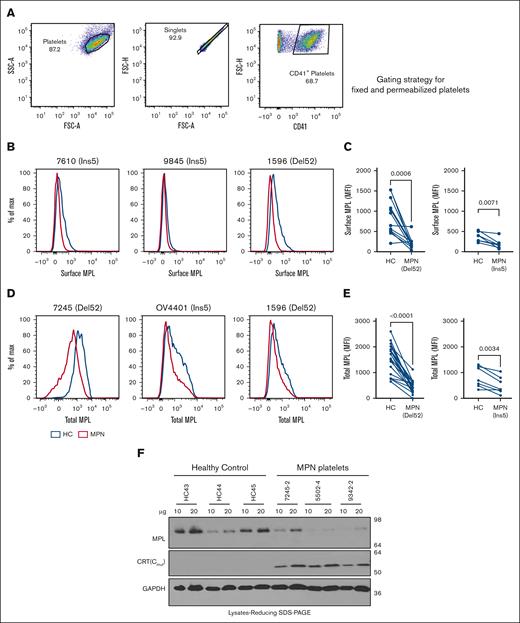 Downmodulation of MPL in platelets of patients with MPN. (A) Gating strategy used for analysis of fixed and permeabilized platelets by flow cytometry. (B,D) Representative histograms showing surface (B) or total (D) MPL staining with an anti-MPL antibody in platelets from patients with MPN (red histograms) or same-day healthy control (HC) platelets (blue histograms) in unfixed (B) or fixed and permeabilized (D) platelets. (C,E) MFI values of the surface (C; n = 12 for Del52 and n = 7 for Ins5 samples) and total (E, n = 19 for Del52 and n = 7 for Ins5 samples) MPL staining on platelets. Each dot in (C) and (E) represents the MFI value for an individual MPN or HC platelet sample, whereas the lines connect pairs of samples of HC and patients with MPN that were processed in parallel. Statistical significance indicated by P values was determined using GraphPad Prism and paired t test analyses. (F) Representative blots showing MPL and mutant CRT protein levels in the lysates of platelets from HC or patients with MPN subjected to SDS-PAGE under reducing conditions, followed by immunoblotting. Anti-MPL and anti-CRT(Cmut) antibodies were used for the detection of MPL and mutant CRT proteins, respectively. GAPDH blot shows the relative loading of the lysates. The heterogeneity of CD41 expression in the representative panel shown in A most likely relates to the limiting amount of antibody, as similar results were obtained based on CD41hi-gating vs gating on all single cells. FSC-A, Forward Scatter-Area; FSC-H, Forward Scatter-Height; GAPDH, glyceraldehyde-3-phosphate dehydrogenase; SSC-A, Side Scatter-Area; SDS-PAGE, sodium dodecyl sulfate-polyacrylamide gel electrophoresis.