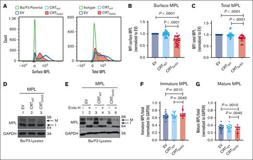 Reduction in total and surface human MPL levels when coexpressed with CRTDel52 in Ba/F3 cells. IL-3-dependent murine Ba/F3 cells were transduced for coexpression of human MPL and either CRTWT or CRTDel52 protein. Ba/F3 cells expressing only human MPL protein (EV) were included as controls. (A) Representative histograms showing surface and total MPL staining detected by flow cytometry in Ba/F3-MPL cells expressing either MPL alone or MPL along with CRTWT or CRTDel52, as indicated. (B) Bar graphs show quantification of MFI values of surface MPL (B) and total MPL (C) measured by flow cytometry in CRTWT or CRTDel52 expressing cells normalized to the MFI values of EV cells within the same experiments. The data points represent measurements taken in 38 (B) and 25 (C) independent experiments using cells from ∼8 different retroviral infections. P values show statistical significance determined by paired t test analyses using GraphPad Prism. (D-E) Representative immunoblots (D, n = 14; E, n = 3) showing the levels of total MPL protein in Ba/F3 cells coexpressing either CRTDel52 or CRTWT compared with EV control cells (D) and without or with Endo H digestion (E). GAPDH is shown as a loading control. The top and bottom bands in the MPL blots represent the mature (M) and immature (I) forms of MPL proteins, respectively. (F-G) Bar graphs show the fraction of immature (F) and mature (G) human MPL protein in EV, CRTWT, and CRTDel52-expressing cells, quantified from the intensities of the mature and immature MPL bands from the immunoblots, normalized to the intensities of GAPDH bands. Image J was used to quantify band intensities. Paired t tests were used in GraphPad Prism to determine statistical significance, as indicated by the P value.