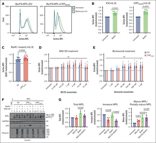 Inhibition of lysosomal acidification rescues cell surface levels of MPL protein more significantly in the presence of CRTDel52. (A-C) Murine Ba/F3-MPL control (EV) cells or those expressing CRTDel52 were treated with 100 nM BafA1 for 4 hours in media with IL-3. Untreated cells are included for comparison. The surface MPL levels were detected using flow cytometry. (A) Representative histograms of the surface MPL levels with and without BafA1 treatment in both cell lines. (B) Average MFI for surface MPL levels after BafA1 treatment plotted as a ratio to the levels in untreated Ba/F3 cells. One-sample t tests were used for determining the statistical significance. (C) Comparison of BafA1-mediated rescue of surface MPL in control (EV) and CRTDel52 cells. The P value was calculated using a paired t test analysis. Panels B and C include data from 12 experiments from 4 independent transductions of BaF3-MPL cells. (D- E) Ba/F3-MPL control (EV) and Ba/F3-MPL CRTDel52 cells were treated with inhibitors of proteasomal degradation, MG132 (D) or bortezomib (E) at the indicated concentrations for 4 hours at 37°C in media with IL-3. Surface MPL levels measured by flow cytometry are plotted as a ratio of MFI values in treated relative to untreated cells (n = 3). Multiple paired t-tests were used for determining the statistical significance. (F) Representative blots (n = 5) for MPL in lysates of Ba/F3-MPL (EV), Ba/F3-MPL-CRTWT, or Ba/F3-MPL-CRTDel52 cells as indicated, treated with 21 μM MG132, 100 nM BafA1, or both. The immature form of MPL protein (I) and 2 distinct mature forms, M1 (partially mature MPL expressed in CRTDel52 cells) and M2 (detected in CRTWT-expressing cells), are indicated within the MPL blot. Ubiquitin and p62 were probed as markers to show successful inhibition of proteasomal and lysosomal degradation, respectively. (G) Bar graphs show quantification of total, immature, and mature/partially mature MPL proteins in Ba/F3-MPL CRTDel52 cells treated with MG132 and/or BafA1 normalized to the values in untreated cells based on immunoblots. ImageJ was used for the quantification of blots. One-sample t test was used to determine the statistical significance. Graphs were plotted using GraphPad Prism. ns, nonsignificant.