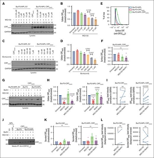 Inhibition of lysosomal degradation rescues CRTDel52 levels, whereas proteasomal pathway inhibition promotes CRTDel52 degradation. (A-D) Representative immunoblots (n = 2) showing CRTDel52 levels (A,C) in the lysates of control (EV) or CRTDel52 expressing Ba/F3-MPL cells treated for 4 hours with different concentrations of MG132 (A) or bortezomib (C). Bar graphs (B,D) show quantification of CRTDel52 band intensities from blots of Ba/F3-MPL CRTDel52 cells (n = 2) treated with different concentrations of MG132 (B) or bortezomib (D), normalized to the CRTDel52 band intensities in untreated cells. (E) Representative histograms of surface CRT detected by flow cytometry using anti-CRT(Cmut) antibody in Ba/F3-MPL, Ba/F3-CRTDel52, and Ba/F3-MPL CRTDel52 cells. (F) The bar graph shows the MFI of surface CRT, detected by anti-CRT(Cmut) antibody, on Ba/F3-MPL CRTDel52 cells treated with 21 μM MG132 and/or 100 nM BafA1, normalized to the MFI values for untreated cells (n = 5). (G-I) Ba/F3-MPL, Ba/F3-CRTDel52, or Ba/F3-MPL CRTDel52 cells as indicated were treated with 21 μM MG132, 100 nM BafA1, or both drugs for 4 hours at 37°C in media with IL-3. Representative blots (n = 5) showing the levels of cellular CRTDel52 (G). Graphs show band intensities of CRTDel52 quantified from immunoblots of lysates from drug–treated Ba/F3-CRTDel52 or Ba/F3-MPL CRTDel52 cells normalized to the band intensities of untreated cells (H) or paired comparisons of band intensities from MG132-treated cells relative to those of cells treated with MG132 + BafA1 (I). (J) Representative blot of secreted CRTDel52 IP with anti-CRT(Cmut) antibody from the cell culture media of Ba/F3-CRTDel52 cells (n = 2) and Ba/F3-MPL CRTDel52 cells (n = 6) that were either untreated or treated with 21 μM MG132 and/or 100 nM BafA1 for 4 hours at 37°C in media with IL-3. (K-L) Quantification of secreted CRTDel52 band intensities from IP/immunoblots of drug-treated cells, normalized to the values for untreated cells (K). Line graphs show secreted CRTDel52 band intensities from MG132-treated cells compared to those of cells treated with MG132 + BafA1 (L). Each line in graphs I and L represents an individual experiment and lines connect data points for the indicated treatments within the experiments. CRTDel52 (A,C,G,J) was probed using an anti-CRT(Cmut) antibody. GAPDH blots in panels A,C,G show equal loading of lysates in the different lanes. ImageJ was used for the quantification of blots. Graphs were plotted using GraphPad Prism. Statistical significance was determined using one-sample t tests in panels B,D,F,H,K and paired t tests in panels I,L. P value <0.05 are shown. The bands marked by asterisk in panels A, C and G are non-specific bands. ns, nonsignificant.