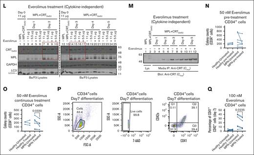 mTOR inhibitors reduce CRTDel52–mediated cytokine-independent proliferation and colony-forming capacity of CD34+ cells from patients with MPN. (A,C,E,G,I) Representative proliferation plots of Ba/F3-MPL (A,C,I) or Ba/F3-MPL-CRTDel52 (E,G) cells treated with or without 50 nM rapamycin (A and E, n = 3), 100 nM rapamycin (A and E, n = 6; I, n = 3), or 100 nM everolimus (C, n = 4; G, n = 8; I, n = 3), either in the presence of IL-3 (A,C) or human TPO (I) or in the absence of any cytokine (cytokine-independent; E,G) as indicated. (B,D,F,H,J) Averaged relative proliferation corresponding to the conditions shown in A,C,E,G,I. Cell counts of untreated cells were set at 100% for all time points. Two-way analysis of variance (B,F,J) and multiple paired t tests (D,H) were used to determine statistical significance (indicated by P value) on different days. (K-L) Representative blots of lysates of Ba/F3-MPL CRTDel52 cells treated with 100 nM rapamycin (K) or 100 nM everolimus (L) that were harvested at different time points during proliferation assays and compared with untreated cells. Two serial dilutions of each lysate were loaded onto consecutive lanes, as indicated. (M) Representative blot of secreted CRTDel52 immunoprecipitated using anti-CRT(Cmut) antibody from the culture media of Ba/F3-MPL CRTDel52 cells (n = 3), collected on different days of cytokine-independent proliferation assay with or without 100 nM everolimus treatment. Lysates of untreated Ba/F3-MPL and Ba/F3-MPL CRTDel52 cells grown in the presence of IL-3 were loaded as controls in the specified lanes. CRTDel52 blots (K,L,M) and MPL blots (K-L) were probed with anti-CRT(Cmut) and anti-MPL antibodies, respectively. GAPDH blots (K-L) show the relative loading of lysates, as indicated. LC3 blots (K-L) show autophagy activation upon rapamycin or everolimus treatment, as indicated by the LC3-II bands (arrow). (N-Q) CD34+ hematopoietic stem cells isolated from bone marrow samples of patients with MPN or mobilized leukopaks from healthy donors were plated on semisolid methylcellulose-containing media (N-O) or in liquid cultures containing StemSpan megakaryocyte expansion supplement (P-Q) with or without 50 nM (N-O) or 100 nM everolimus (P-Q). CD34+ cells were either treated with or without 50 nM everolimus for 24 hours before plating (pre-treatment; N) or everolimus was added to the plating media (continuous treatment; O). The number of colonies was counted 12 to 18 days after plating either manually or using ImageJ. Each dot indicates an individual healthy donor (4 and 3 healthy donors for pre-treatment (N) and continuous treatment (O), respectively) or a patient (6 independent collections from 5 patients), and lines connect untreated and treated values for each donor/patient. Cells growing in the megakaryocyte expansion supplement were collected on day 7 after seeding, stained for surface CD41 and CD42a markers, and analyzed by flow cytometry. The gating strategy used for the analysis of CD41+CD42a+ cells is shown (P). The percentage of CD41+CD42a+ cells under untreated and treated conditions measured on day 7 are plotted (Q). Each dot indicates an individual healthy donor (7 independent experiments with 4 healthy donor samples) or a patient (6 patients), and lines connect untreated and treated values for each donor/patient. Statistical significance was calculated using paired t tests and graphs were plotted using GraphPad Prism (N,O,Q). All P values ≤.05 are shown. The bands marked by an asterisk in panel K are nonspecific bands. FSC-A, Forward Scatter-Area; SSC-A, Side Scatter-Area; 7-AAD, 7-Aminoactinomycin D.