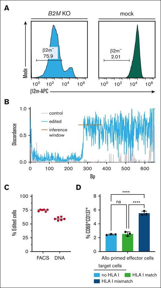 Generation of HLA KO primary human T cells with reduced allogeneic recognition. (A) Flow-cytometric analysis of β2m– T cells (gated on living lymphocytes) from B2M gRNA edited (left) and unedited (right) PBMCs of a healthy donor. (B) Discordance plot as generated by ICE analysis of a β2m-edited sample (blue) in comparison with mock-edited cells (gray, control). Discordance refers to the extent of disagreement between the wild type and edited sample at each base within a defined inference window (orange line). (C) Percentage of successful HLA class I KO as detected by flow cytometry (FACS) and in ICE analysis after sequencing (DNA) (n = 6 technical replicates). (D) Percentage of CD69+CD137+ CD8+ effector cells after 48 hours of coculture with indicated target cells (n = 3 technical replicates). Effector cells were peripheral mononuclear blood cells from donor A, cocultured for 7 days together with PBMCs from donor B (allo priming). Target cells were autologous unedited cells from donor A (HLA I match), allogeneic B2M KO cells (no HLA I), and allogeneic unedited cells (HLA I mismatch) from donor B. Target cells were sorted for CD3+ and successful KO, if applicable. Statistical testing by ordinary two-way ANOVA and Tukey's multiple comparison test, mean with SD; ns, not significant; ∗∗∗∗ p < .0001.