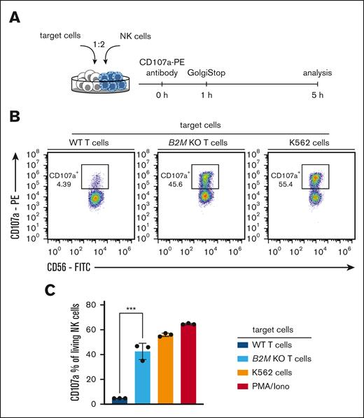 NK-cell recognition of HLA class I–deficient primary human T cells. (A) Experimental setup for NK-cell recognition assay. (B) Representative flow-cytometric analysis of CD107a+ NK cells (percentage of living CD56+ CD8− lymphocytes) after 5 hours of coincubation with indicated target T cells, K562 cells or PMA/Iono; cells were sorted for successful editing. (C) Quantification of data shown in panel B; n = 3 technical replicates; statistical testing was done using an unpaired 2-tailed t test and results are only shown for comparison of WT and B2M KO T cells; mean ± SD; ∗∗∗P < .001.