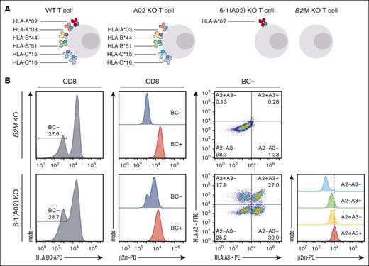 Generation of HLA class I reduced primary human T cells. (A) Experimental scheme showing concept of HLA class I reduction through single HLA allele targeting. (B) Characterization of 6-1 (A2) KO T cells (in which all HLA class I molecules were targeted except for HLA A2) compared with B2M KO T cells; left: HLA BC− population pregated on living CD8+ T cells, second from left: β2m expression of HLA BC− and HLA BC+ populations pregated on living CD8+ T cells; second from right: HLA A2 and HLA A3 expression pregated on HLA BC− CD8+ living T cells; right: β2m expression of HLA BC− subsets as defined in dot plots second from right.