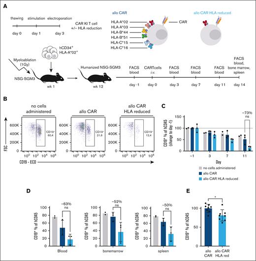Improved functionality of HLA–reduced primary human T cells in the presence of HLA mismatched T and NK cells in vivo. (A) Experimental setup for in vivo transfer of HLA–reduced aCD19-CAR T cells; effector cells from HLA-A∗02+ donor A (same donor as in Figures 4 and 5) were administered IV 1 day after assessment of humanization of hu-CD34 NSG-SGM3 mice; humanization was performed with cord blood derived hCD34+ cells from donor C, which were different from cells of donor A for every HLA class I allele except for HLA-A∗02; every 3 days, blood samples were drawn and analyzed via flow cytometry; CAR T cells used as effector cells all received an aCD19-CAR knock-in into the endogenous TRAC gene locus and were simultaneously edited for all HLA class I alleles except for HLA∗02, and were administered directly after electroporation without prior sorting. (B) CD19+ B cells (percentage of living hCD45+ lymphocytes) on day 11 after administration of no cells or aCD19 CAR T cells with unedited or reduced HLA alleles into humanized mice. (C) CD19+ B cells shown as change in percentage relative to 1 day prior to administration of no cells or aCD19 CAR T cells with unedited or reduced HLA alleles into humanized mice; statistical testing by ordinary 2-way ANOVA and Tukey multiple comparisons test; n = 2-3 mice. (C) CD19+ B cells (percentage of hCD45+ living lymphocytes) recovered in indicated organs on day 14 after aCD19 CAR T-cell administration with unedited or reduced HLA alleles into humanized mice; statistical testing was done using an unpaired t test; n = 2-3 mice. (E) Numbers of CD19+ B cells recovered in blood of humanized mice on day 7 after aCD19 CAR T-cell administration with unedited or reduced HLA alleles, pooled data from 2 independent experiments (dot or diamond symbol barcode), normalized to mean of allogeneic CAR T cells in both experiments; statistical testing was done using an unpaired t test; n = 8 mice; ∗P < .05. Bar height indicates mean, error bars indicate SD for panels C-E. ns, not significant.