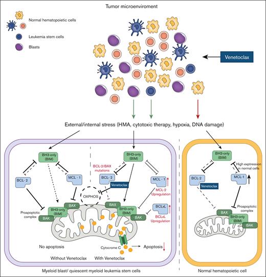 Mechanism of action of venetoclax (ABT-199) in myeloid malignant cells. In blast cells, venetoclax inhibits BCL-2 protein, thereby reducing the inhibitory effect of BCL-2 on the proapoptotic complex. Venetoclax also inhibits oxidative phosphorylation (OXPHOS) in the mitochondria. Upregulation of MCL-1 or BCL-XL, metabolic reprogramming, or BCL-2/BAX mutations can occur in blast cells as a compensatory effect and escape mechanism (red text and arrows). Normal cells, which rely on MCL-1 signaling, are less sensitive to venetoclax inhibition. BAX, BCL-2–associated X protein.