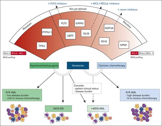 Clinical indications of venetoclax combination therapies and possible predictors of response. The lower section of the figure illustrates the clinical settings in which various venetoclax combinations may be applied. In the upper section, the relationship between genetic drivers, BH3 profiling results, and sensitivity to therapy is depicted. On the left, genes with higher resistance potential are presented, whereas on the right, genes associated with higher sensitivity are highlighted.