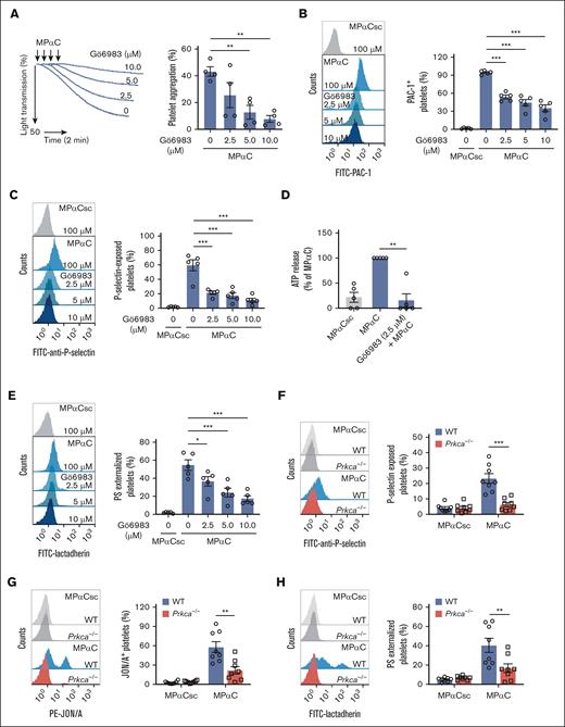 MPαC-induced platelet activation depends on PKC. (A-E) The effect of the pan-PKC inhibitor Gö6983 on (A) MPαC-induced washed human platelet aggregation (n = 4 independent experiments), (B) PAC-1 binding, (C) P-selectin exposure, (D) ATP release, (E) and PS externalization (n = 5 independent experiments). (F) MPαC-induced P-selectin exposure, (G) JON/A (a monoclonal antibody against activated mouse integrin αIIbβ3) binding, and (H) PS externalization on washed WT and Prkca−/− platelets (n = 8 mice per genotype). One-way ANOVA followed by Dunnett post hoc test in panels A-E; 2-tailed Student t test in panels F-H. Data are shown as mean ± SEM for panels A-H. ∗P < .05, ∗∗P < .01, and ∗∗∗P < .001.