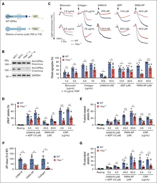 The deletion of GPIbα C-terminal 10 residues reduces various agonist-induced platelet aggregation, αIIbβ3 activation, granule secretion, and PS exposure. (A) Schematic depicting the construction of 10aa−/− mice. (B) Western blot analysis of GPIbα in WT and 10aa−/− platelet lysates with anti-GPIbα N- and C-terminal antibodies. Protein concentrations have been adjusted to the same level in platelet lysates. Blots are representative of 6 mice per genotype. The lack of C-terminal amino acids was also verified by mass spectrometry (data not shown). (C) Representative agonist-induced platelet aggregation traces in washed WT and 10aa−/− platelets (upper) and quantification of maximal aggregation rate (lower) (n = 5 independent experiments). (D) Agonist-induced JON/A binding, (E) P-selectin exposure, (F) ATP release, and (G) PS externalization in washed WT and 10aa−/− platelets (n = 5 mice per genotype). Two-tailed Student t test in panels C,F. Two-way ANOVA followed by Bonferroni post hoc test in panels D-E,G. Data are shown as mean ± SEM for panels C-G. ∗P < .05, ∗∗P < .01, and ∗∗∗P < .001.