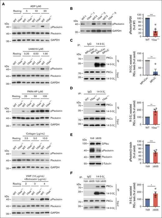 PKC activity is decreased in 10aa−/− platelets, and GPIbα cytoplasmic tail regulates PKC activity by sequestering 14-3-3. (A) Representative blots of ADP-, U46619-, PAR4-AP-, collagen- and botrocetin/VWF-induced phosphorylation of PKC substrate (pleckstrin) in WT and 10aa−/− platelets (n = 3 independent experiments). (B) Representative blot of PKC substrate (pleckstrin) phosphorylation in resting WT and 10aa−/− platelets and quantification of densitometry in the blots (n = 6 mice per genotype). (C) Representative blots and quantification of immunoprecipitation of PKCα with 14-3-3ζ in human platelets treated with MPαC and MPαCsc (n = 4 independent experiments). (D) Representative blots and quantification of immunoprecipitation of PKCα with 14-3-3ζ in resting WT and 10aa−/− platelets (n = 4 independent experiments). (E) Representative blot and quantification of PKC substrate (pleckstrin) phosphorylation in 1b9 and Δ605 cells (n = 5 independent experiments). (F) Representative blots and quantification of immunoprecipitation of PKCα with 14-3-3ζ in 1b9 and Δ605 cells (n = 4 independent experiments). Two-tailed Student t test in panels B-F. Data are shown as mean ± SEM for panels B-F. ∗P < .05, ∗∗P < .01, and ∗∗∗P < .001.