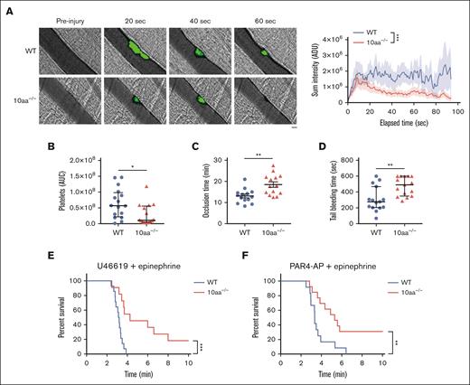 Deletion of the GPIbα cytoplasmic tail impairs thrombosis in vivo. (A) Representative fluorescence images of platelets (green) with bright field images obtained from WT and 10aa−/− mice (n = 5 mice per genotype) at the indicated times after laser-induced injury of endothelium (original magnification, ×200). Sum platelet fluorescent intensities after laser injury were calculated and plotted at 0.84-second intervals (n = 16 thrombi from 5 mice per genotype). Scale bar, 10 μm. (B) The area under curve (AUC) of fluorescent signal corresponding to platelet accumulation was calculated and plotted for each thrombus formed in WT and 10aa−/− mice (n = 16 thrombi from 5 mice per genotype). (C) FeCl3-induced mesenteric arteriole occlusion time in WT and 10aa−/− mice (n = 14 mice per genotype). (D) Tail bleeding times in WT and 10aa−/− mice (n = 15 mice per genotype). (E-F) Survival curve of WT and 10aa−/− mice after intravenous injection of a mixture of U46619 and epinephrine (E, n = 14 mice per genotype) and PAR4-AP and epinephrine (F, n = 12 mice per genotype). Mann-Whitney U test in panels A-B,D; 2-tailed Student t test in panel C; log-rank (Mantel-Cox) test in panels E-F. Data are shown as mean ± SEM for panels A,C and median ± interquartile range (IQR) for panels B,D. ∗P < .05, ∗∗P < .01, and ∗∗∗P < .001.