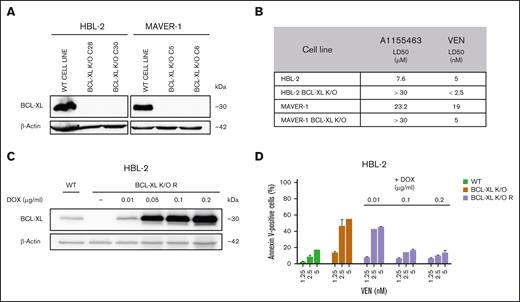 BCL-XL belongs to key mediators of sensitivity/resistance to VEN-induced apoptosis. (A) Representative western blot analysis confirms absence of BCL-XL protein expression in the HBL-2 and MAVER-1 lymphoma clones with K/O of BCL-XL gene. (B) Calculated lethal dose 50 (LD50) for A1155463 and VEN in the HBL-2 and MAVER-1 cell clones with BCL-XL K/O compared with the WT lymphoma cell lines. (C) Western blot analysis confirms doxycycline-induced dose-dependent re-expression of BCL-XL protein in HBL-2 BCL-XL K/O clone with transgenic re-expression of BCL-XL (designated BCL-XL K/O R); expression of BCL-XL in the WT HBL-2 cell line is shown for comparison. (D) Extent of the doxycycline-induced transgenic re-expression of BCL-XL in the HBL-2 BCL-XL K/O R clone under doxycycline promotor negatively correlates with sensitivity to VEN; sensitivity to HBL-2 WT cell line and HBL-2 BCL-XL K/O clone is shown for comparison. DOX, doxycycline.