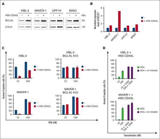 Upregulation of BCL-XL induced by microenvironmental factors belongs to key mediators of VEN resistance in vitro. (A) Western blot analysis of BCL-XL protein after 24-hour coculture of the tested lymphoma cell lines (HBL-2, MAVER-1, UPF1H, and MINO) with HS5 CD40L feeder cells with stable transgenic expression of human CD40 ligand (HS5 CD40L). (B) Bar charts showing the differences of normalized expression levels of BCL2L1/BCL-XL in the tested WT lymphoma cell lines (blue bars) and after 24-hour coculture with HS5 CD40L feeder cells (red bars). (C) Coculture of HBL-2 and MAVER-1 WT lymphoma cell lines with HS5 CD40L feeder cells for 24 hours resulted in VEN resistance as measured by numbers of apoptotic cells after exposure to VEN (10 and 100 ng/mL); in contrast, coculture of HBL-2 and MAVER-1 BCL-XL K/O clones with HS5 CD40L did not change their sensitivity to VEN. (D) Combined treatment of the WT lymphoma cell lines cocultured for 24 hours on HS5 CD40L feeder cells with the combination of VEN (10 and 100 nM) and A1155463 (1000 nM) overcame the microenvironment-induced VEN resistance.