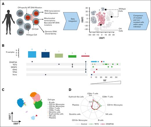 scRNA-seq reveals distinct cell type profiles in CH. (A) Cells from 17 patients with CH and 7 controls were processed via scRNA-seq. Mutational lineage tracing was performed to link genomic variants to scRNA-seq results. (B) UpSet plot displaying CH mutations for each patient with accompanying dot plot showing variant allele frequency for each mutation. Color corresponds to mutational group. Dots correspond to mutations, so patients with multiple CH mutations have separate dots for each mutation. (C) UMAP displaying cell type clusters, as defined by unsupervised clustering. Clusters were annotated using ScType. (D) Radar plot showing cell type proportions for controls, patients with TET2 mutations, and patients with DNMT3A mutations. NK cell, natural killer cell.
