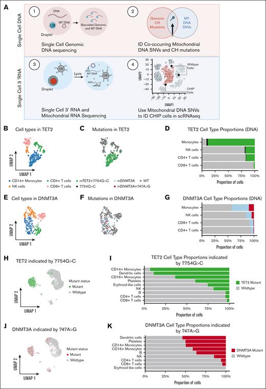 Single-cell DNA and RNA sequencing define cells carrying CH mutations. (A) Schematic showing experimental design. (B) UMAP showing cell types for cells from patient with TET2 CH-21-014. (C) UMAP showing mutational status for cells from patient with TET2 CH-21-014. (D) Stacked bar plot quantifying proportion of mutant cells per cell type for cells from patient with TET2 CH-21-014. (E) UMAP showing cell types for cells from patient with DNMT3A CH-20-046. (F) UMAP showing mutational status for cells from patient with DNMT3A CH-20-046. (G) Stacked bar plot quantifying proportion of mutant cells per cell type for cells from patient with DNMT3A CH-20-046. (H) UMAP showing predicted mutational status for cells from patient with TET2 CH-21-014, based on presence of MT mutation 7754G>C. (I) Stacked bar plot quantifying proportion of mutant cells per cell type for cells from patient with TET2 CH-21-014. (J) UMAP showing predicted mutational status for cells from patient with DNMT3A CH-20-046, based on presence of MT mutation 747A>G. (K) Stacked bar plot quantifying proportion of mutant cells per cell types for cells from patient with DNMT3A CH-20-046. NK, natural killer; SNVs, single nucleotide variant.