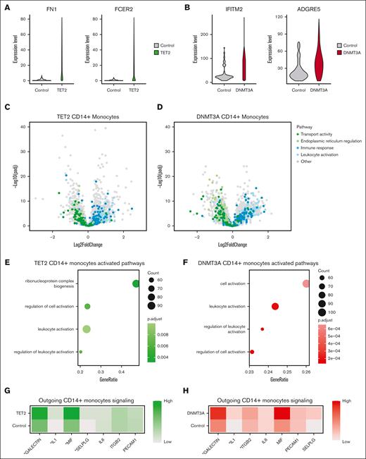 Genotype–grouped CD14+ monocyte vs control comparisons highlight inflammatory cell-extrinsic effects of CH mutations. (A) Violin plots displaying expression of FN1 and FCER2 in CD14+ monocytes from controls and CD14+ monocytes from patients with TET2 mutations. (B) Violin plots displaying expression of IFITM2 and ADGRE5 in CD14+ monocytes from controls and CD14+ monocytes from patients with DNMT3A mutations. (C) Volcano plot showing results of differential expression analysis comparing CD14+ monocytes from patients with TET2 mutations with CD14+ monocytes from controls, colored by biological pathway. (D) Volcano plot showing results of differential expression analysis comparing CD14+ monocytes from patients with DNMT3A mutations with CD14+ monocytes from controls, colored by biological pathway. (E) GSEA based on results from differential expression analysis comparing CD14+ monocytes from patients with TET2 mutations with CD14+ monocytes from controls. (F) GSEA based on results from differential expression analysis comparing CD14+ monocytes from patients with DNMT3A mutations with CD14+ monocytes from controls. (G) Heat map showing predicted outgoing signaling from CD14+ monocytes from patients with TET2 mutations and from controls for pathways involved in inflammatory response and immune cell migration, as determined by CellChat (∗P < .05/7). (H) Heat map showing predicted outgoing signaling from CD14+ monocytes from patients with DNMT3A mutations and from controls for pathways involved in inflammatory response and immune cell migration, as determined by CellChat (∗P < .05/7). GSEA, gene set enrichment analysis.