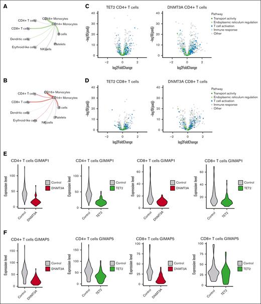 Genotype–grouped CD4+ and CD8+ T cell vs control comparisons highlight alterations to T-cell activation and differentiation in CH. (A) Circle plot displaying predicted differential interaction strength between CD14+ monocytes and relevant hematopoietic cells from TET2 samples compared with controls, as determined by CellChat. Line thickness corresponds to differential interaction strength. Green color indicates increased signaling in TET2 samples compared to controls. Gray indicates decreased signaling. (B) Circle plot displaying predicted differential interaction strength between CD14+ monocytes and relevant hematopoietic cells from DNMT3A samples compared with controls, as determined by CellChat. Line thickness corresponds to differential interaction strength. Red color indicates increased signaling in DNMT3A samples compared with controls. Gray indicates decreased signaling. (C) Volcano plot showing results of differential expression analysis comparing CD4+ T cells from patients with TET2 (left) or DNMT3A (right) mutations with CD4+ T cells from controls, colored by biological pathway. (D) Volcano plot showing results of differential expression analysis comparing CD8+ T cells from patients with TET2 (left) or DNMT3A (right) mutations with CD8+ T cells from controls, colored by biological pathway. (E) Violin plots displaying expression of GIMAP1 in CD4+ T cells and CD8+ T cells from controls and from patients with CH mutations. (F) Violin plots displaying expression of GIMAP5 in CD4+ T cells and CD8+ T cells from controls and from patients with CH mutations.