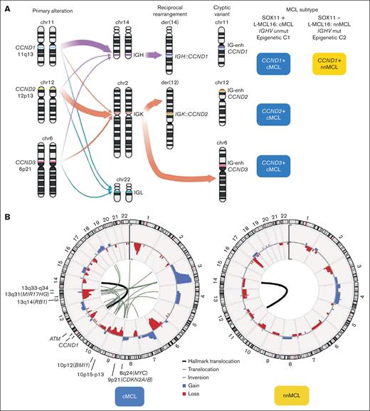 Primary and secondary MCL chromosomal alterations. (A) The left panel is a schematic representation of CCND1, CCND2, and CCND3 genes and their rearrangements with IGH, IGK, and IGL genes. The size of the arrows represents their frequency. The right panel indicates the molecular subtype according to the CCND gene rearrangement and cMCL or nnMCL. Note that still there are no reported MCL cases with CCND2 or CCND3 rearrangements of the nnMCL subset. (B) Circular representation of copy number alterations (CNA) and structural variants (SV) in MCL with whole-genome sequencing (WGS) and pretreatment (45 cMCL and 16 nnMCL).5 In the inner side, the primary SV, t(11;14) found in all cases, was represented by a thicker black line, whereas other alterations affecting (or very near) driver genes are represented by black lines (translocations) or gray lines (insertions); in the outer side, the CNA are colored (gains in blue and losses in red). Driver genes or regions frequently targeted by SV (in addition to gains and losses) are indicated. Note that no recurrent rearrangements were found.