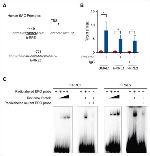 EPO is a direct target gene of Rev-erbα. (A) Pictorial representation of a RREs on the human EPO promoter. (B) ChIP analysis of Rev-erbα binding to the human EPO promoter region using chromatin extracted from HepG2 cells treated with GSK4112 for 24 hours. (C) EMSA with Rev-erbα protein by using WT (containing h-RRE1 and h-RRE2) and mutant radiolabeled probes. Data are representative and mean ± SD from 3 independent experiments. ∗P < .05; ∗∗P < .01, as indicated.