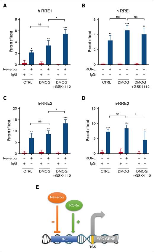 Rev-erbα cross talk with RORα to regulates EPO gene expression. ChIP analysis was performed using chromatin isolated from HepG2 cells treated with DMOG (500 μM) and GSK4112 (30 μM) for 24 hours. Immuno-precipitation was performed with Rev-erbα and RORα antibodies at h-RRE1 (A-B) and h-RRE2 (C-D). (E) Schematic representation of the proposed mechanism underlying the modulation of EPO gene expression by Rev-erbα and RORα. Data are representative or mean ± SD from 3 independent experiments. ∗P < .05; ∗∗P < .01; ∗∗∗P < .001, compared with control or as indicated. CTRL, control.